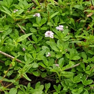 Phyla nodiflora at Burrinjuck, NSW - 4 Jan 2021 11:31 AM