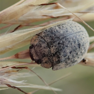 Trachymela sp. (genus) (Brown button beetle) at Mount Painter - 2 Jan 2021 by CathB