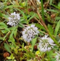 Mentha pulegium (Pennyroyal) at Bookham, NSW - 4 Jan 2021 by tpreston