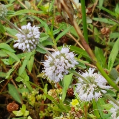 Mentha pulegium (Pennyroyal) at Bookham, NSW - 4 Jan 2021 by trevorpreston