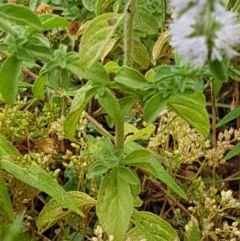 Mentha pulegium at Bookham, NSW - 4 Jan 2021 11:34 AM