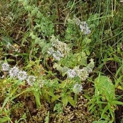 Mentha pulegium at Bookham, NSW - 4 Jan 2021 11:34 AM