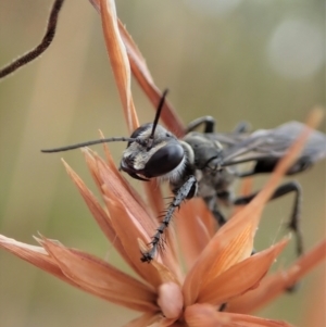 Isodontia sp. (genus) at Cook, ACT - 2 Jan 2021