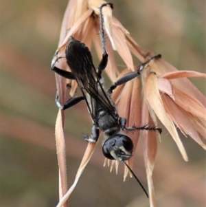 Isodontia sp. (genus) at Cook, ACT - 2 Jan 2021