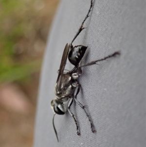 Isodontia sp. (genus) at Cook, ACT - 2 Jan 2021