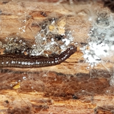 Unverified Leech (Hirudinea) at Burrinjuck, NSW - 4 Jan 2021 by trevorpreston