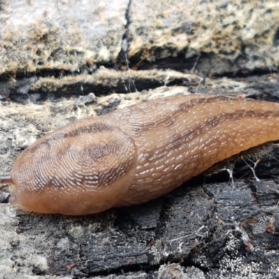 Ambigolimax sp. (valentius and waterstoni) (Striped Field Slug) at Burrinjuck, NSW - 4 Jan 2021 by trevorpreston