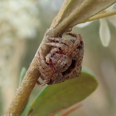 Dolophones sp. (genus) (Wrap-around spider) at Mount Painter - 2 Jan 2021 by CathB
