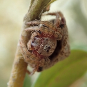 Dolophones sp. (genus) at Cook, ACT - 2 Jan 2021