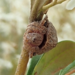 Dolophones sp. (genus) at Cook, ACT - 2 Jan 2021