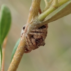 Dolophones sp. (genus) at Cook, ACT - 2 Jan 2021