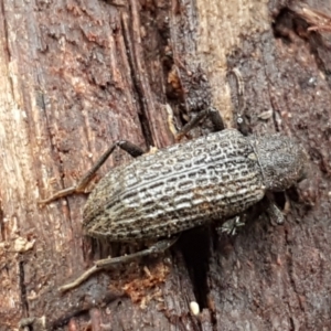 Strongylium sp. at Burrinjuck, NSW - 4 Jan 2021 12:11 PM