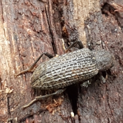 Strongylium sp. (Darkling beetle) at Burrinjuck, NSW - 4 Jan 2021 by tpreston