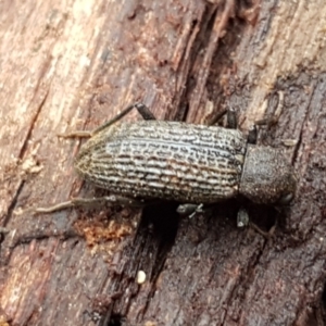 Strongylium sp. at Burrinjuck, NSW - 4 Jan 2021 12:11 PM