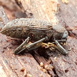 Strongylium sp. at Burrinjuck, NSW - 4 Jan 2021 12:11 PM