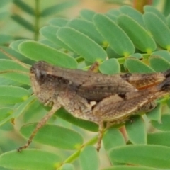 Phaulacridium vittatum (Wingless Grasshopper) at Bookham, NSW - 4 Jan 2021 by trevorpreston