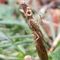 Unidentified Spider (Araneae) at Burrinjuck, NSW - 4 Jan 2021 by trevorpreston