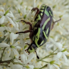 Eupoecila australasiae (Fiddler Beetle) at Cook, ACT - 2 Jan 2021 by CathB