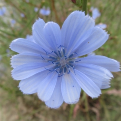 Cichorium intybus (Chicory) at Isabella Pond - 2 Jan 2021 by Christine