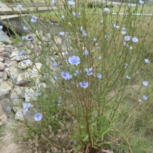 Cichorium intybus at Monash, ACT - 2 Jan 2021