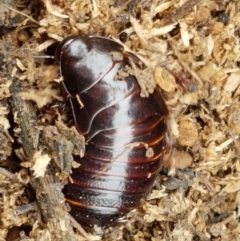 Panesthia australis (Common wood cockroach) at Bookham, NSW - 4 Jan 2021 by trevorpreston