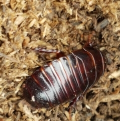 Panesthia australis at Bookham, NSW - 4 Jan 2021 11:33 AM