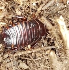 Panesthia australis at Bookham, NSW - 4 Jan 2021