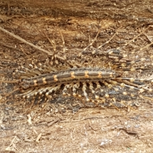 Scutigeridae (family) at Bookham, NSW - 4 Jan 2021