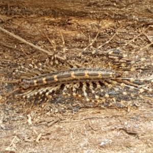 Scutigeridae (family) at Bookham, NSW - 4 Jan 2021 11:32 AM