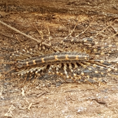 Scutigeridae (family) (A scutigerid centipede) at Bookham, NSW - 4 Jan 2021 by trevorpreston