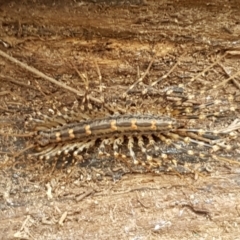 Scutigeridae (family) at Bookham, NSW - 4 Jan 2021