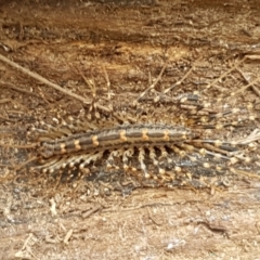 Scutigeridae (family) at Bookham, NSW - 4 Jan 2021 11:32 AM