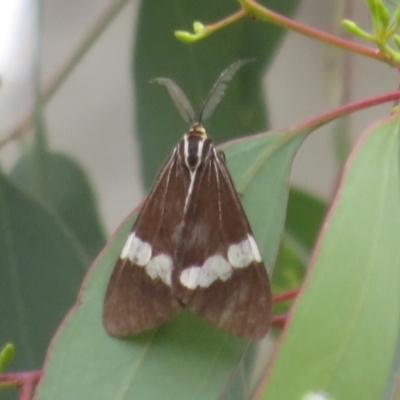Nyctemera amicus (Senecio Moth, Magpie Moth, Cineraria Moth) at Franklin, ACT - 2 Jan 2021 by Christine
