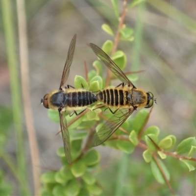 Comptosia sp. (genus) (Unidentified Comptosia bee fly) at Cook, ACT - 2 Jan 2021 by CathB