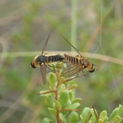 Comptosia sp. (genus) at Cook, ACT - 2 Jan 2021 04:14 PM