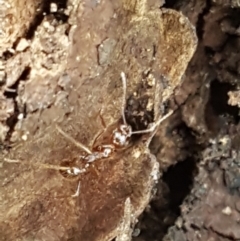 Aphaenogaster longiceps (Funnel ant) at Bookham, NSW - 4 Jan 2021 by trevorpreston