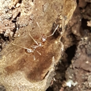 Aphaenogaster longiceps at Bookham, NSW - 4 Jan 2021