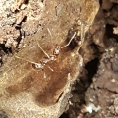 Aphaenogaster longiceps at Bookham, NSW - 4 Jan 2021