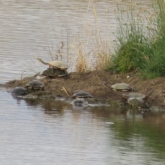 Chelodina longicollis (Eastern Long-necked Turtle) at Wallaroo, NSW - 4 Jan 2021 by Christine