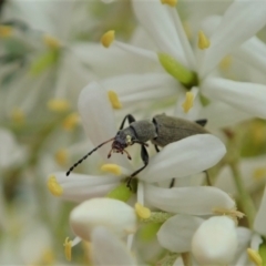 Lepturidea sp. (genus) (Comb-clawed beetle) at Mount Painter - 2 Jan 2021 by CathB