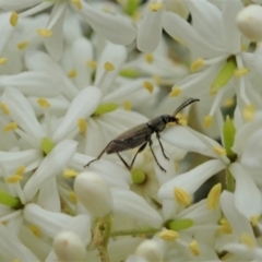 Lepturidea sp. (genus) at Cook, ACT - 2 Jan 2021