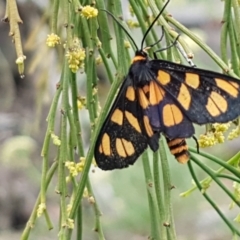 Amata (genus) (Handmaiden Moth) at Bookham, NSW - 4 Jan 2021 by trevorpreston