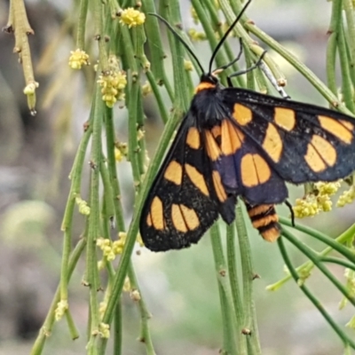 Amata (genus) (Handmaiden Moth) at Bookham, NSW - 4 Jan 2021 by trevorpreston