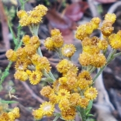 Chrysocephalum semipapposum (Clustered Everlasting) at Bookham, NSW - 4 Jan 2021 by tpreston