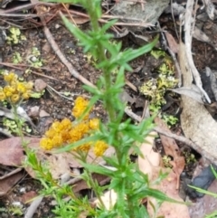 Chrysocephalum semipapposum at Bookham, NSW - 4 Jan 2021 11:24 AM