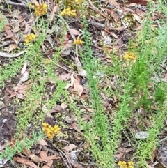 Chrysocephalum semipapposum at Bookham, NSW - 4 Jan 2021 11:24 AM