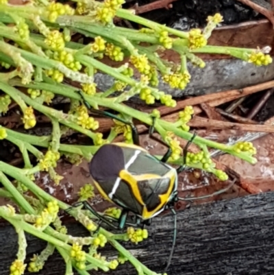 Commius elegans (Cherry Ballart Shield Bug) at Bookham, NSW - 4 Jan 2021 by trevorpreston