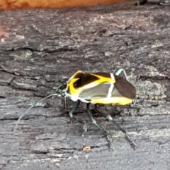 Commius elegans at Bookham, NSW - 4 Jan 2021