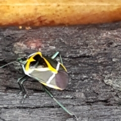 Commius elegans at Bookham, NSW - 4 Jan 2021 11:22 AM