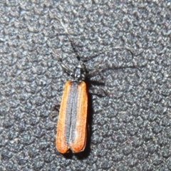 Calochromus sp. (genus) (Lycid beetle) at Cotter River, ACT - 31 Dec 2020 by Christine